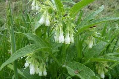 <i>Symphytum officinale</i>