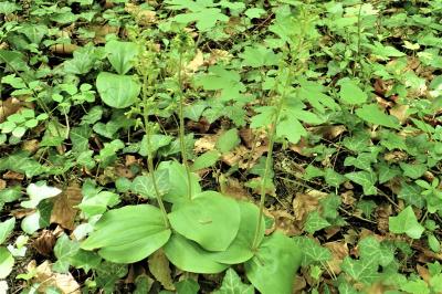 <i>Neottia ovata</i>