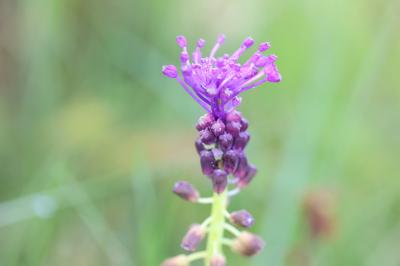 <i>Muscari comosum</i>