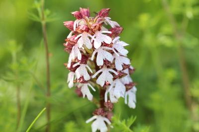 <i>Orchis purpurea</i>