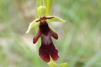 <i>Ophrys insectifera</i>