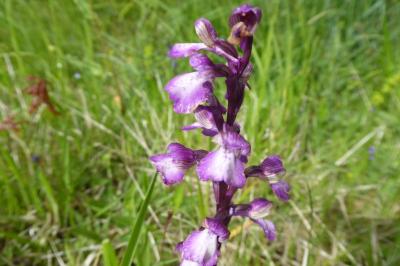 <i>Anacamptis morio</i>