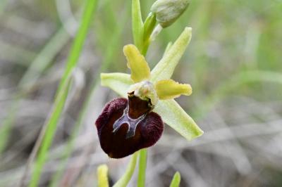 <i>Ophrys aranifera</i>