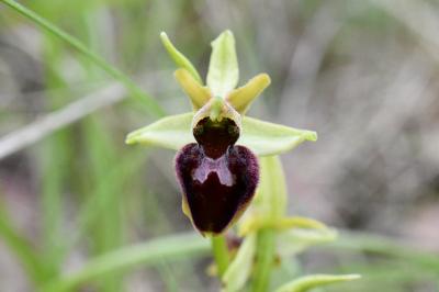 <i>Ophrys aranifera</i>
