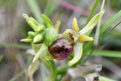 <i>Ophrys aranifera</i>