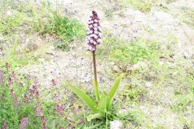 <i>Orchis purpurea</i>