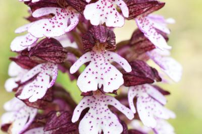 <i>Orchis purpurea</i>