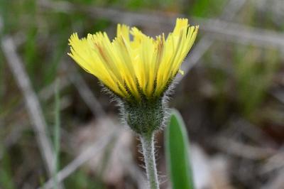 <i>Pilosella officinarum</i>