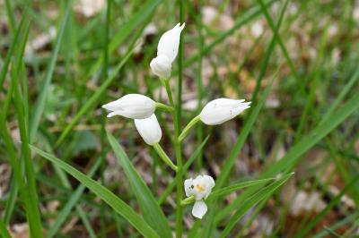<i>Cephalanthera longifolia</i>