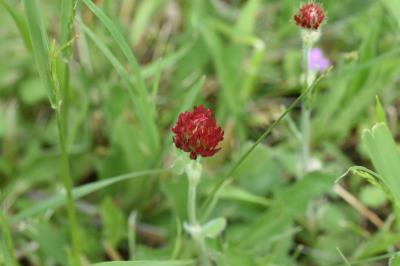 <i>Trifolium incarnatum</i>