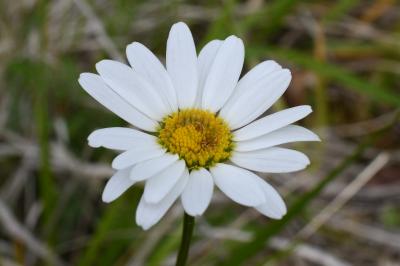 <i>Leucanthemum</i>
