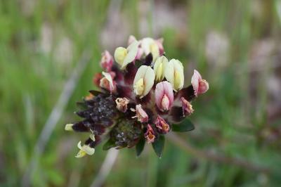 <i>Anthyllis vulneraria</i>