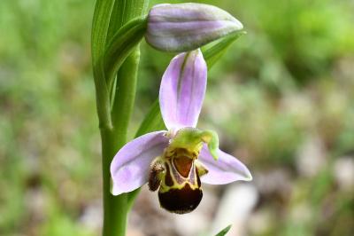 <i>Ophrys apifera</i>