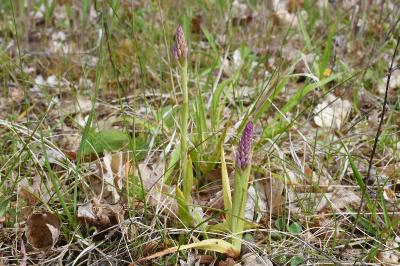<i>Anacamptis pyramidalis</i>