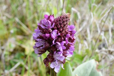 <i>Orchis purpurea</i>