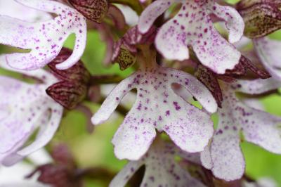 <i>Orchis purpurea</i>