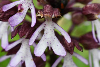<i>Orchis purpurea</i>