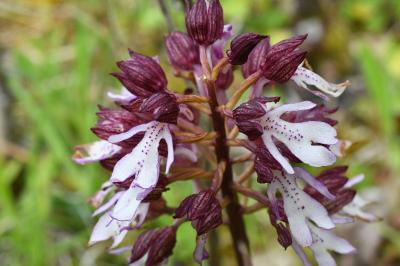 <i>Orchis purpurea</i>
