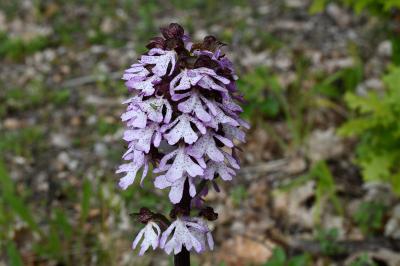 <i>Orchis purpurea</i>