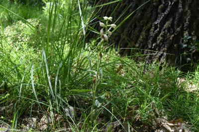 <i>Cephalanthera damasonium</i>
