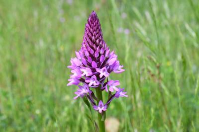 <i>Anacamptis pyramidalis</i>