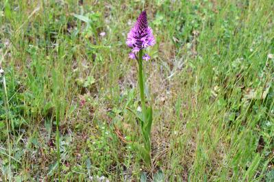 <i>Anacamptis pyramidalis</i>