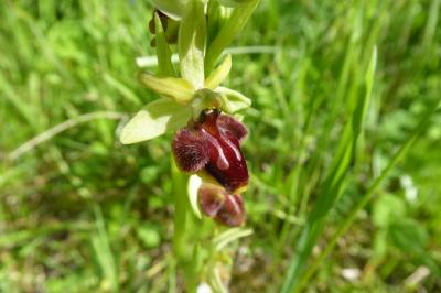 <i>Ophrys aranifera</i>