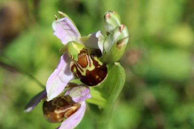 <i>Ophrys apifera</i>