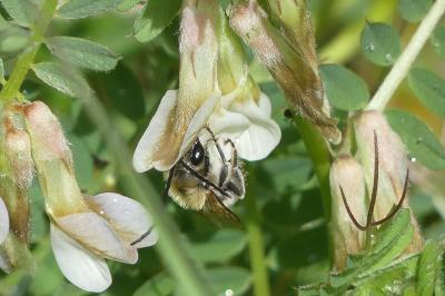 <i>Vicia sepium</i>