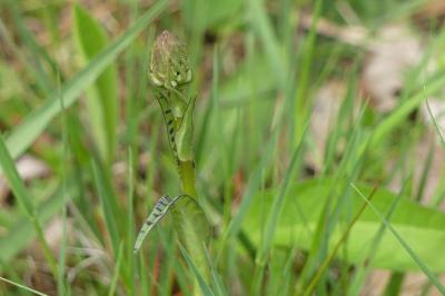 <i>Dactylorhiza maculata</i>