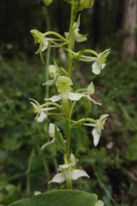 <i>Platanthera chlorantha</i>