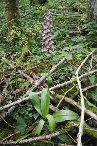<i>Orchis purpurea</i>