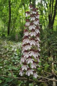 <i>Orchis purpurea</i>