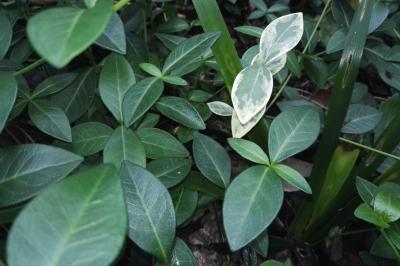 <i>Vinca minor</i>