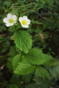 <i>Fragaria vesca</i>