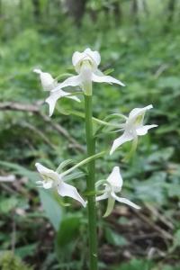 <i>Platanthera chlorantha</i>