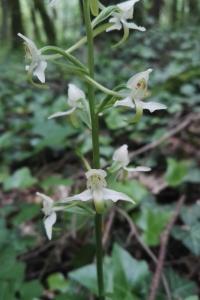 <i>Platanthera chlorantha</i>
