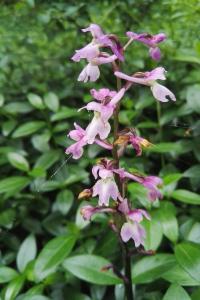 <i>Orchis mascula</i>