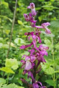 <i>Orchis mascula</i>