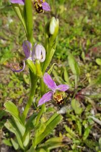 <i>Ophrys apifera</i>