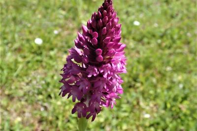 <i>Anacamptis pyramidalis</i>