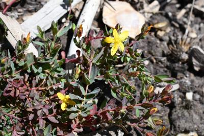 <i>Hypericum humifusum</i>