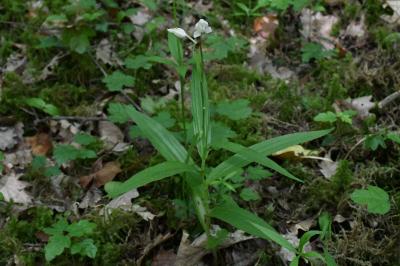 <i>Cephalanthera longifolia</i>