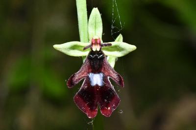 <i>Ophrys insectifera</i>