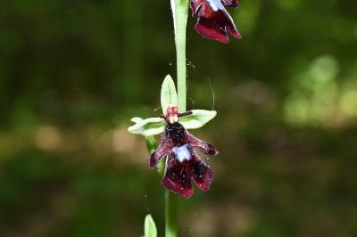 <i>Ophrys insectifera</i>