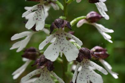 <i>Orchis purpurea</i>