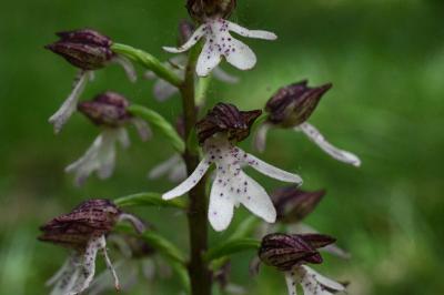 <i>Orchis purpurea</i>