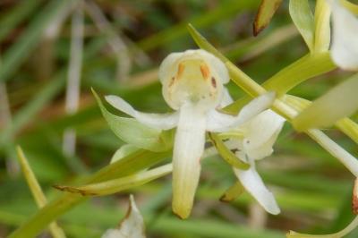 <i>Platanthera chlorantha</i>