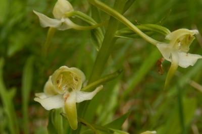 <i>Platanthera chlorantha</i>