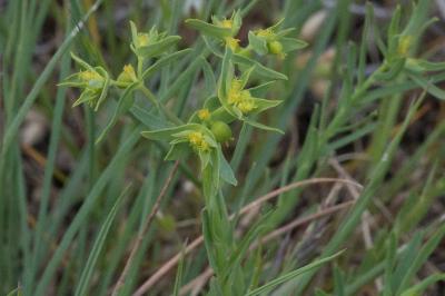 <i>Euphorbia exigua</i>
